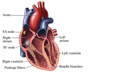 soplo cardiaco, sabes lo que es? mira