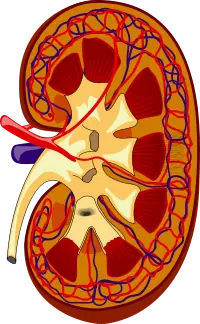 [ÚTIL] Sistema Renal Humano