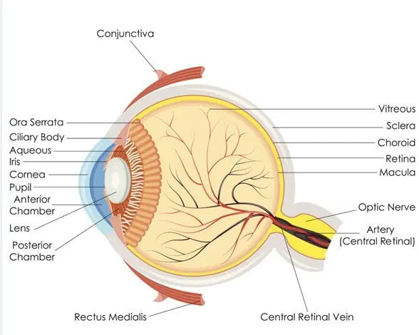 optica