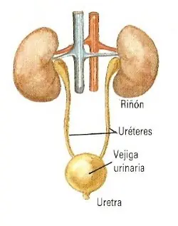 estructuras