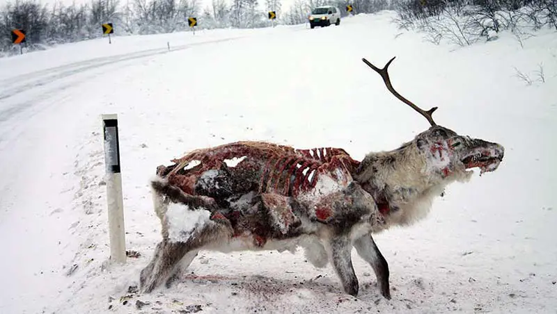 Animales