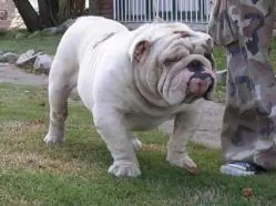 perros