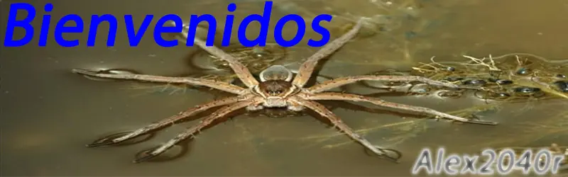 Pequeña araña nadadora en casa y te la muestro