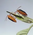 asquerosas
