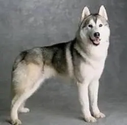 20 Razas de perros más lindas.