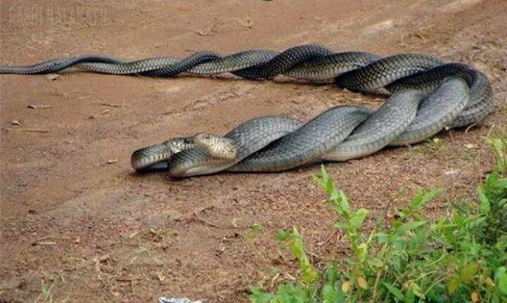 Animales