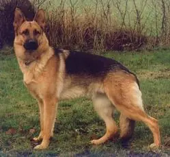 perros