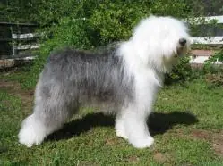 20 Razas de perros más lindas.