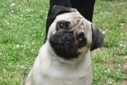 siberiano