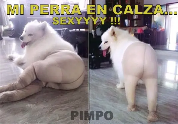 Imagenes graciosas