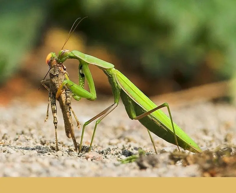 mantis