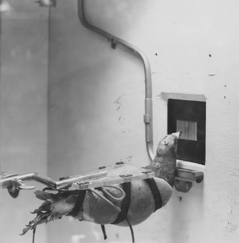 Perros bombas, murciélagos incendiarios y +