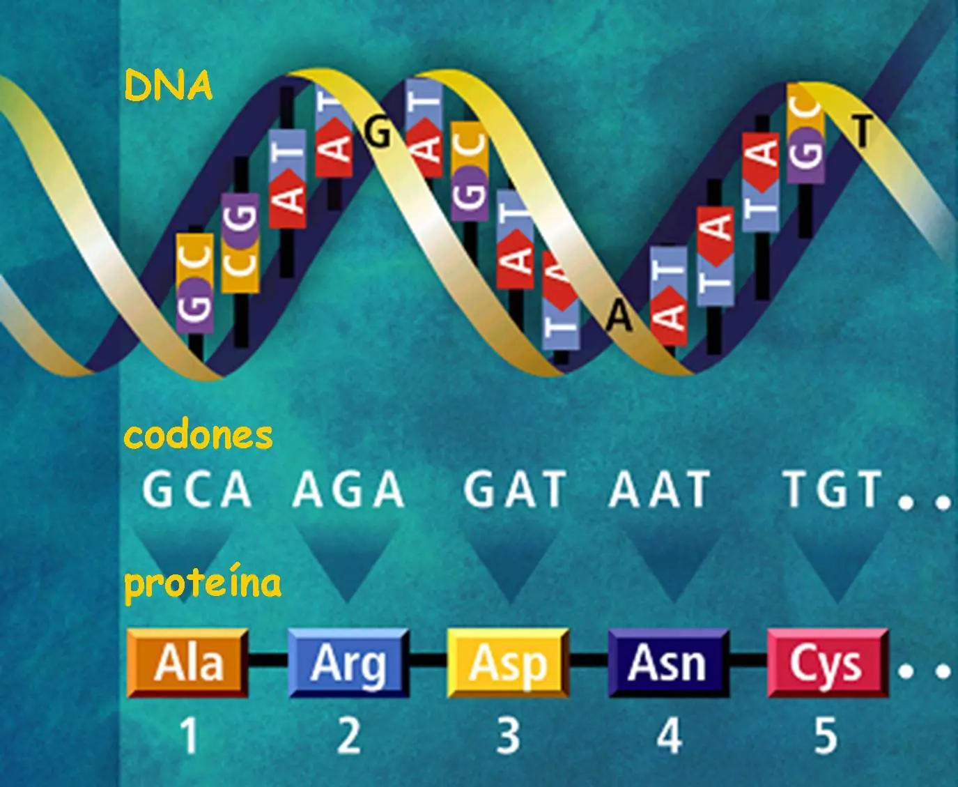Curiosidades sobre el genoma humano
