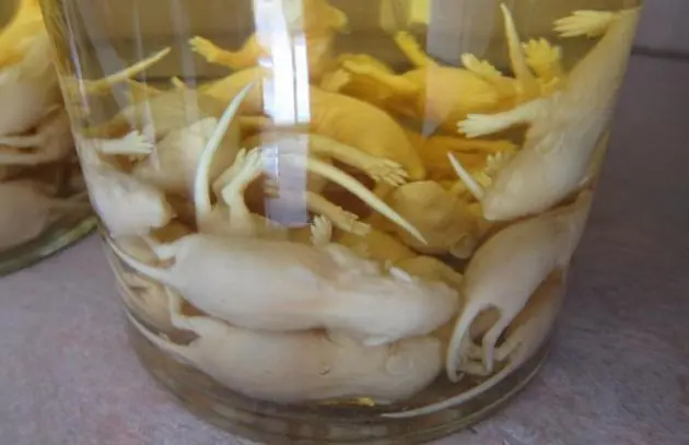 Las bebidas alcoholicas mas extrañas y raras  del mundo