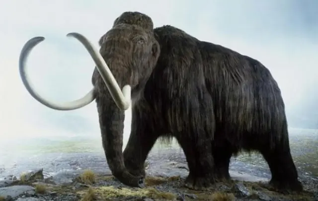 Científicos planean "revivir" a un mamut en Siberia