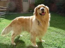 siberiano