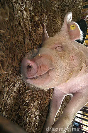 apareamiento de animales