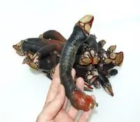 Animales Cachondos