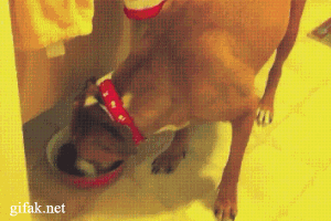gif graciosos
