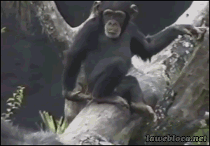 gifs