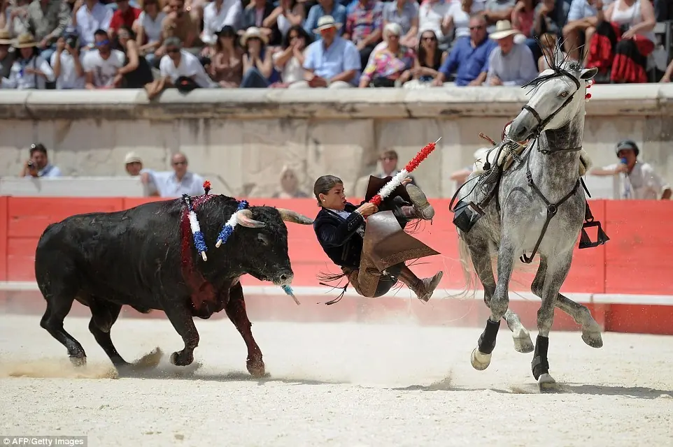 animales