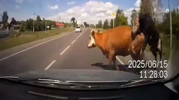 choques de autos