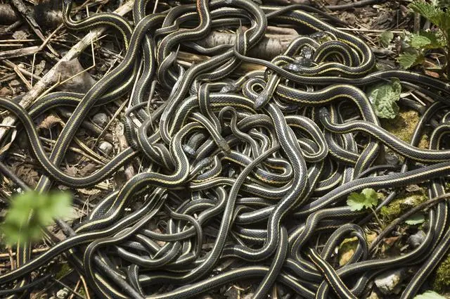 5 Animales que son travas