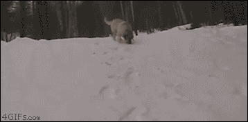 Gifs