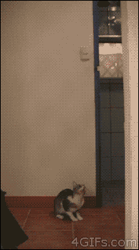 Gifs