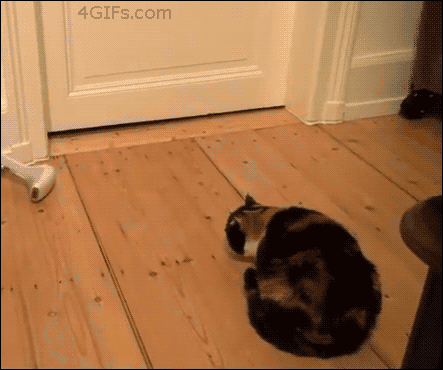 Gifs & Gifs Graciosos