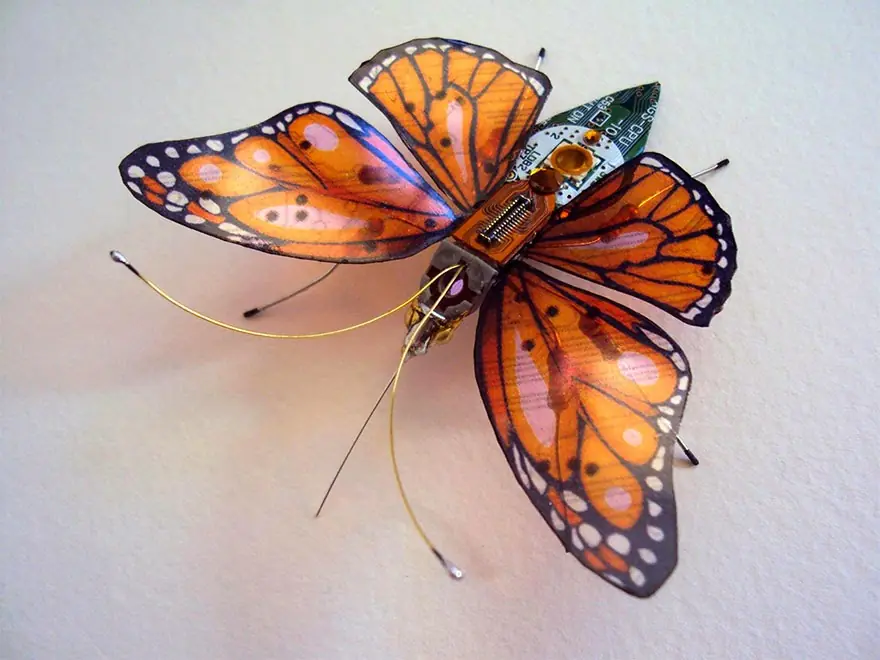 insectos