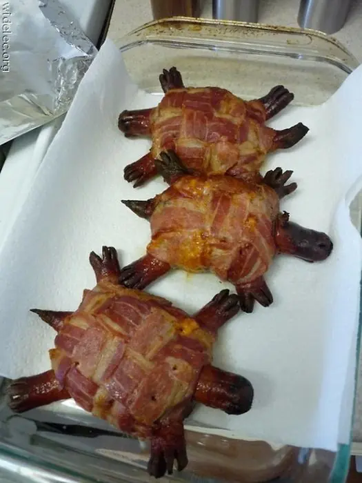 Fotografías Muy Interesantes de Comidas