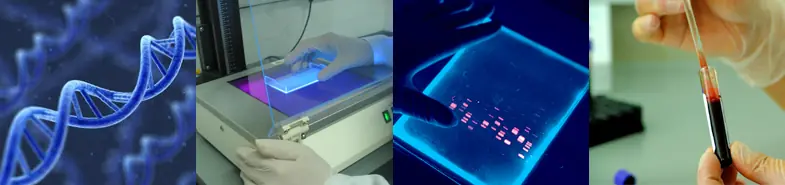 Identificaron la secuencia especifica del ADN, en el ÉBOLA