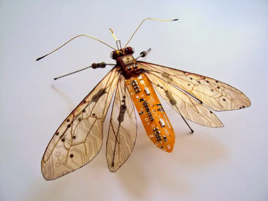 insectos