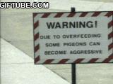 No alimente a las palomas