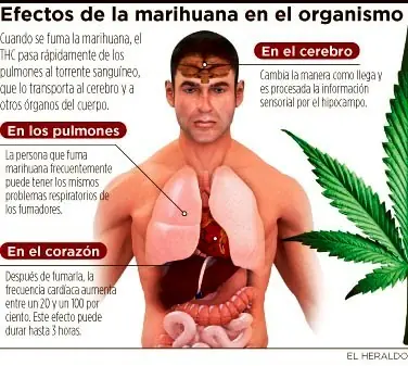 legalizacion de la marihuana legalizacion de la marihuana