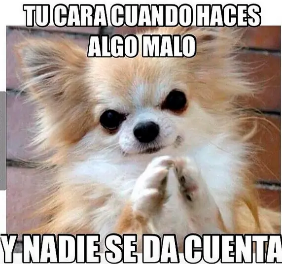 perros