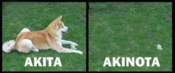 Los perros más graciosos