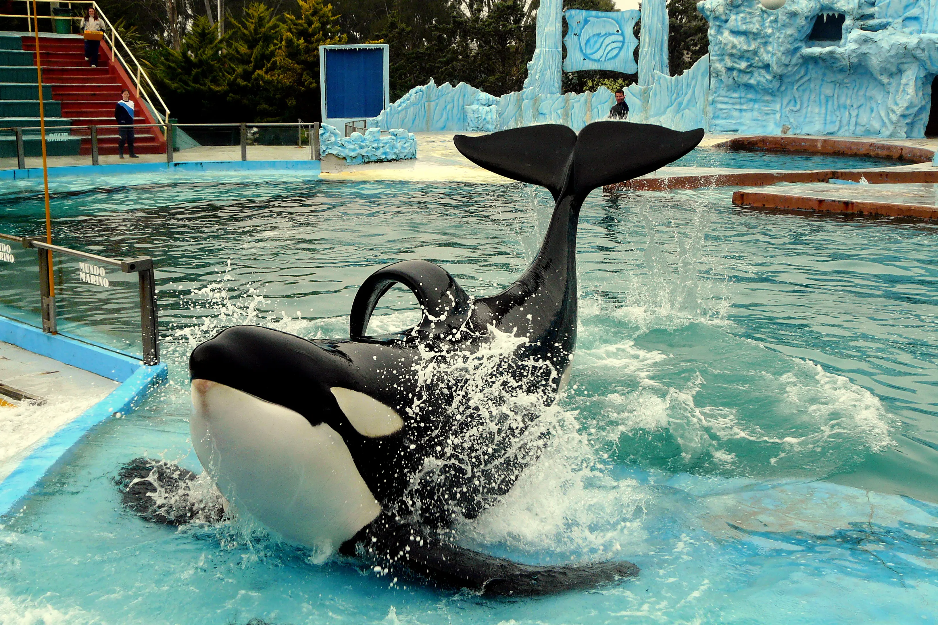 orcas