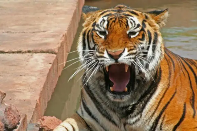 ¿Por qué rugen los leones y los tigres?