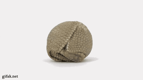 gifs