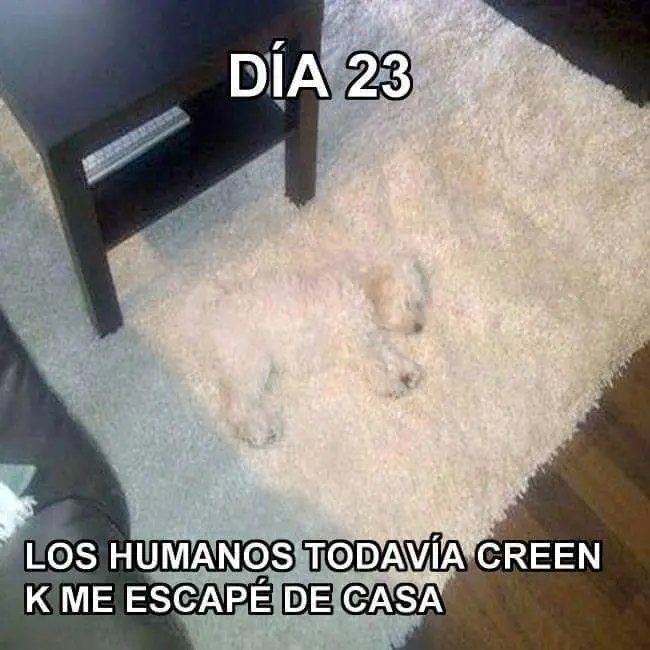 imagenes de humor