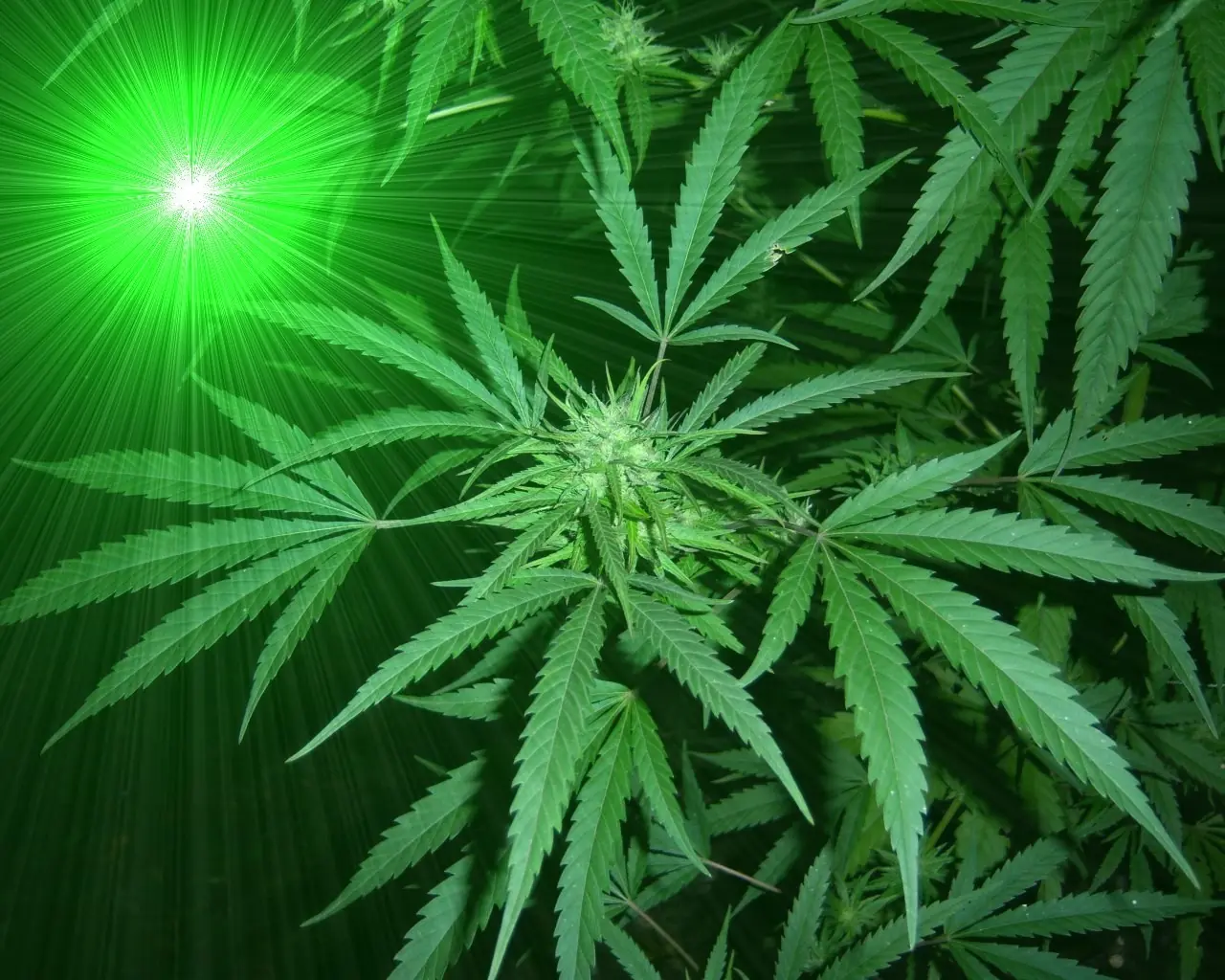 Jah
