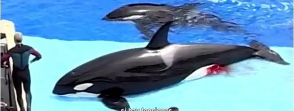 mundo marino