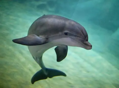 Porqué Mundo Marino es una Mi#rd@
