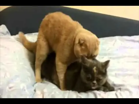 gatito