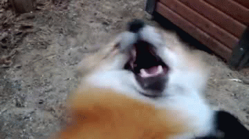 gifs
