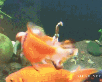 Te tiro algunos gifs locura!! (por no decir megapost!)