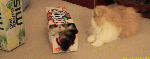 gifs