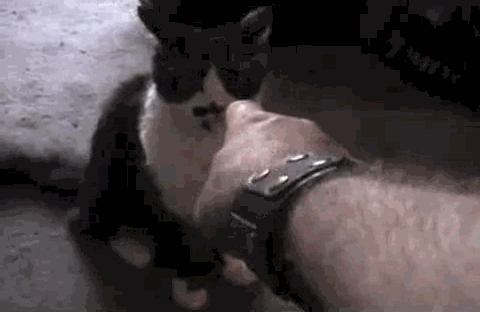 gifs